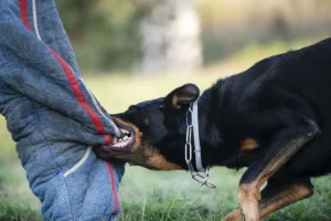 Landlord Liability for Dog Bites in South Carolina